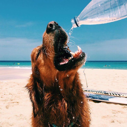 bonn ton spiaggia cani galateo come comportarsi estate (2)